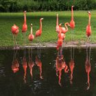 Flamingos Zoo Krefeld