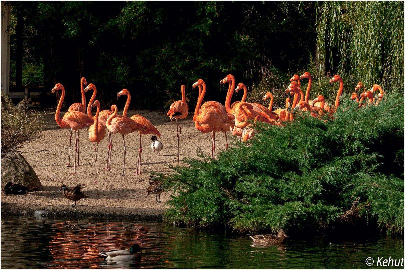 Flamingos ... Zoo Magdeburg