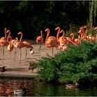 Flamingos ... Zoo Magdeburg