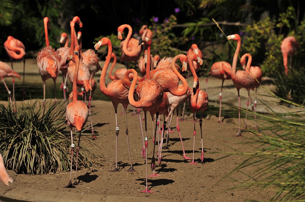 Flamingos Zoo San Diego