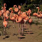 Flamingos Zoo San Diego