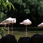 Flamingos_0008HF