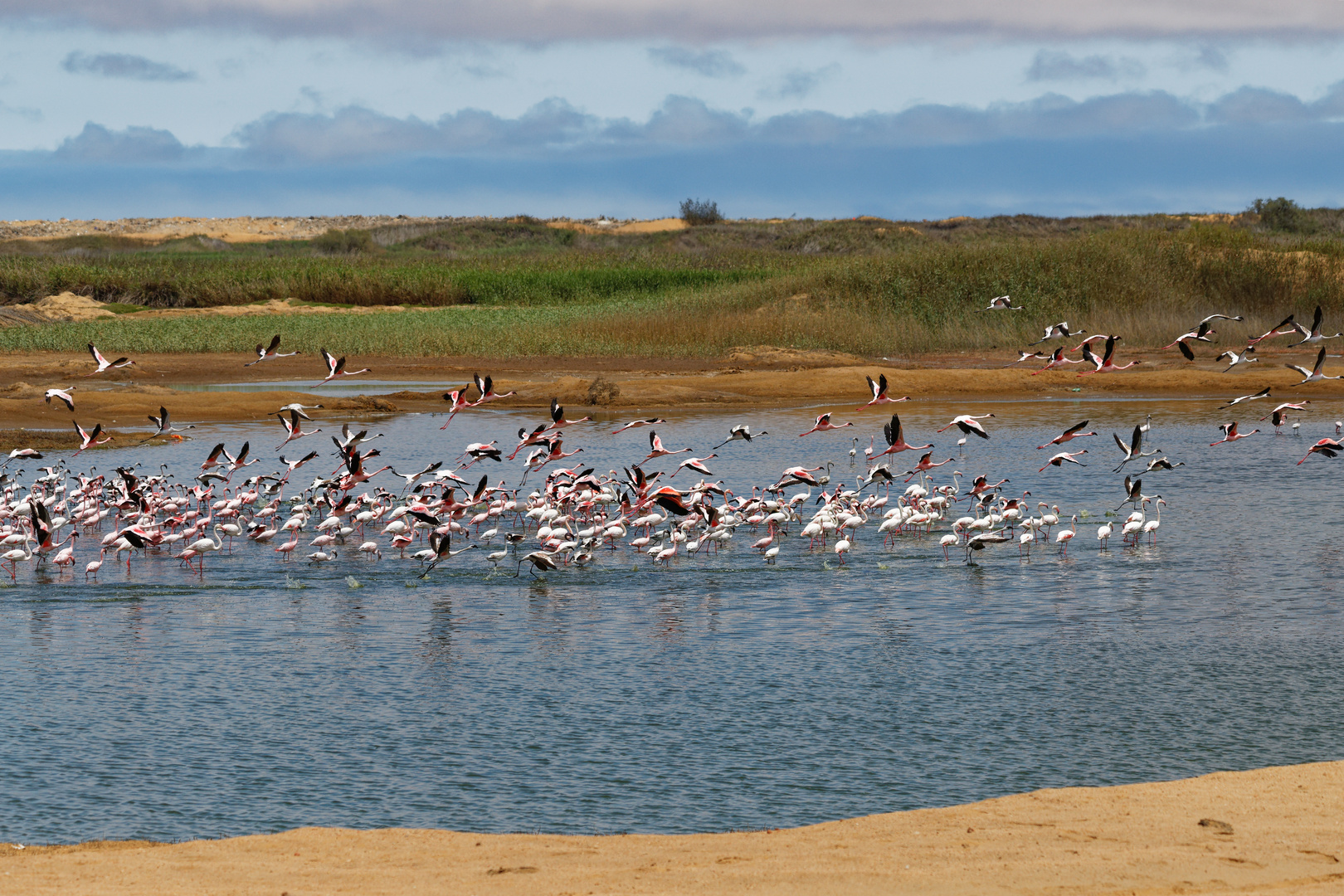 Flamingos_1