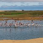 Flamingos_1