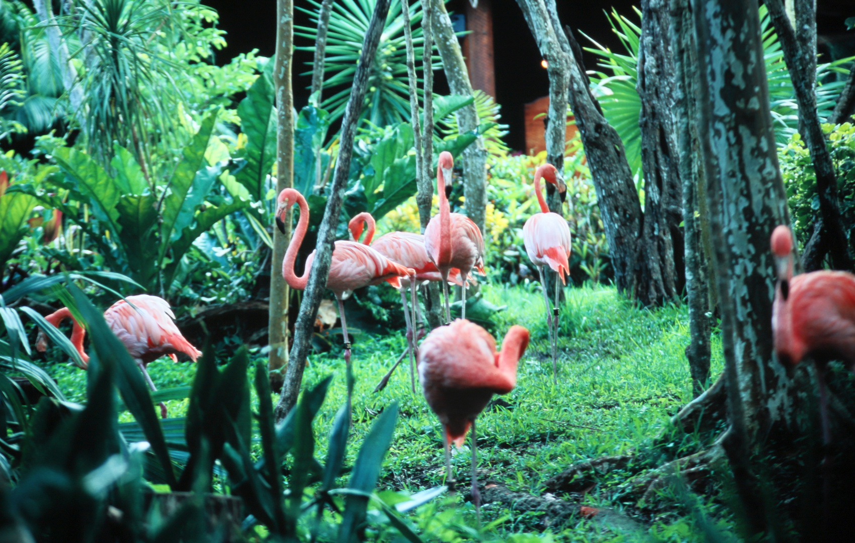 Flamingos_1