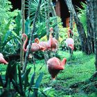 Flamingos_1