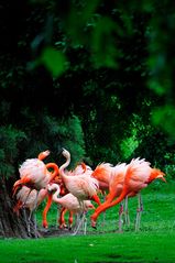 Flamingos1