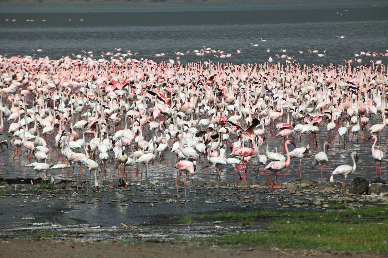 Flamingos_2