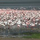 Flamingos_2