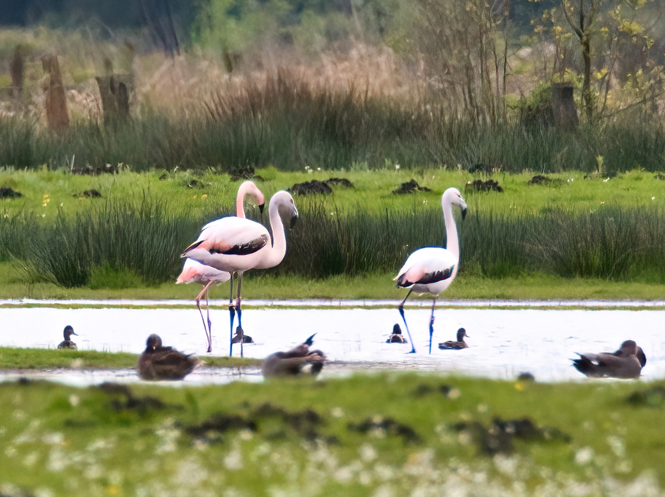 Flamingos.2