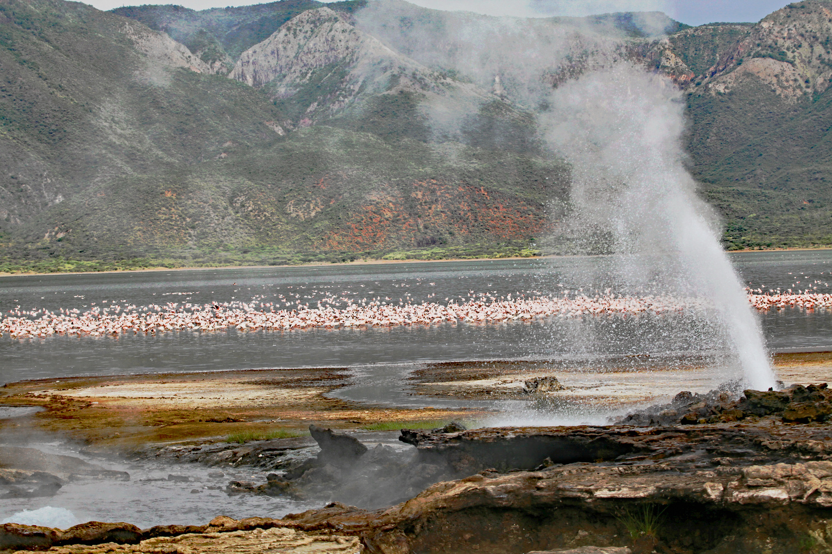 Flamingos_3