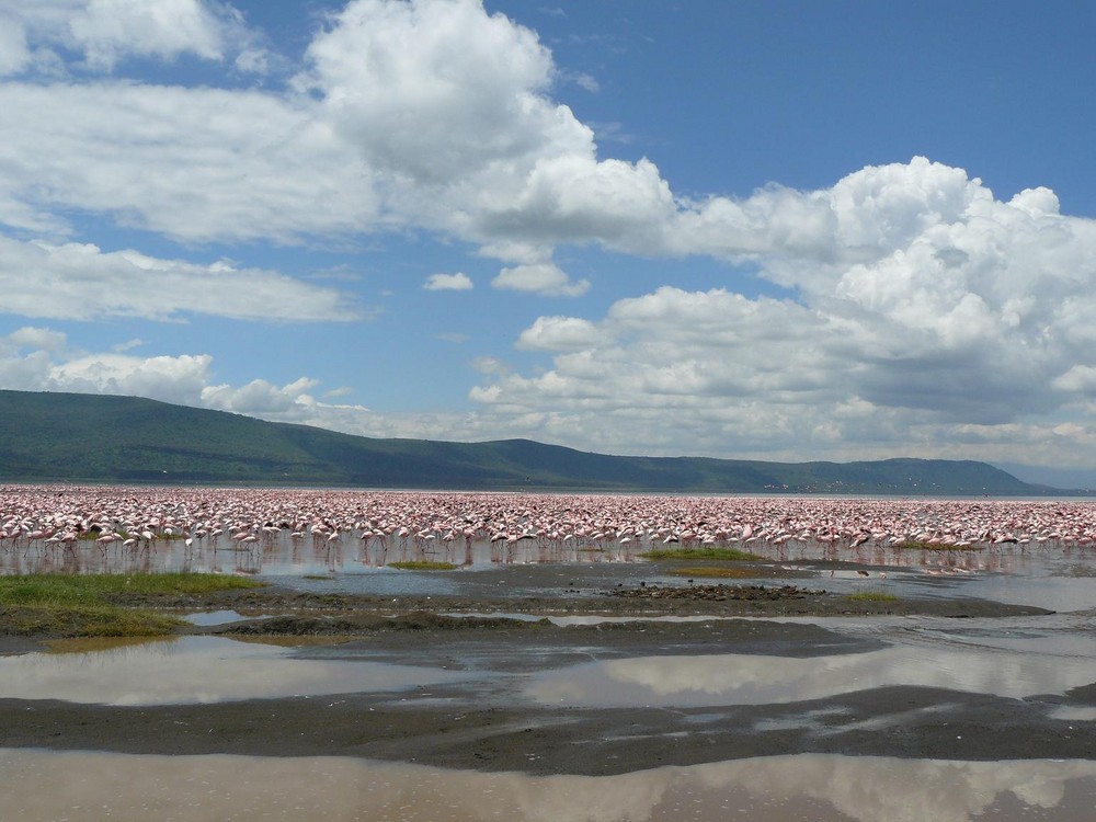 Flamingoschar am Lake Nakuru