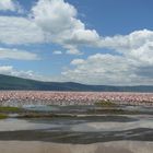 Flamingoschar am Lake Nakuru