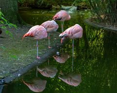 Flamingos_D4A5494