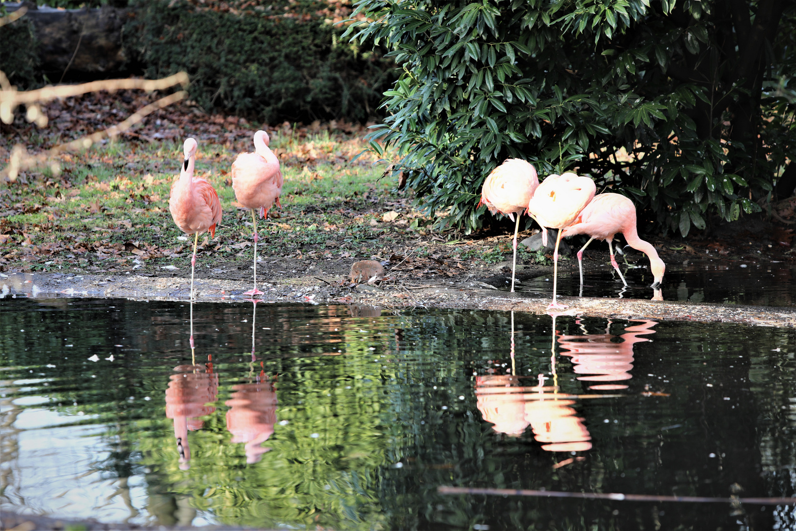 Flamingos...Dienstag ist Spiegeltag...