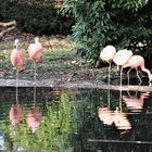 Flamingos...Dienstag ist Spiegeltag...