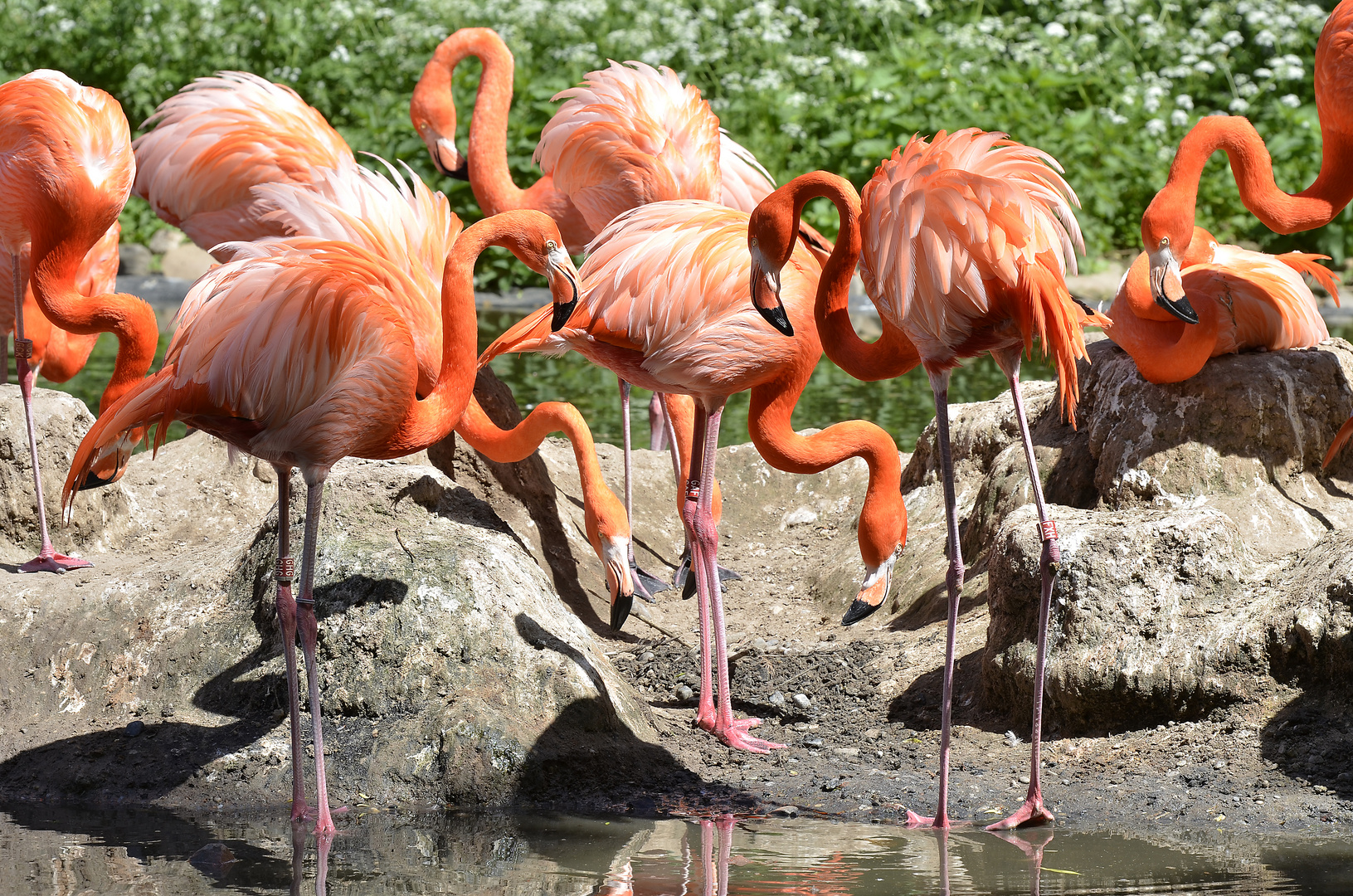 Flamingosee