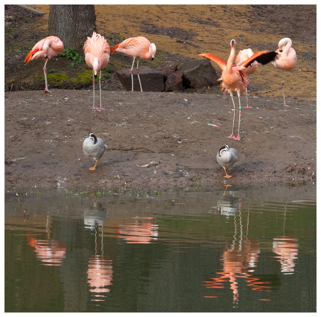 "Flamingosee" - Ballett