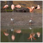 "Flamingosee" - Ballett