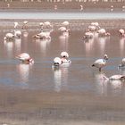 Flamingosee
