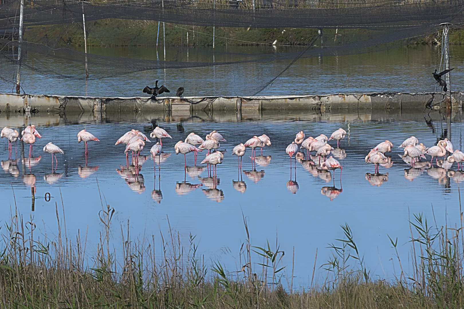 Flamingospiegel