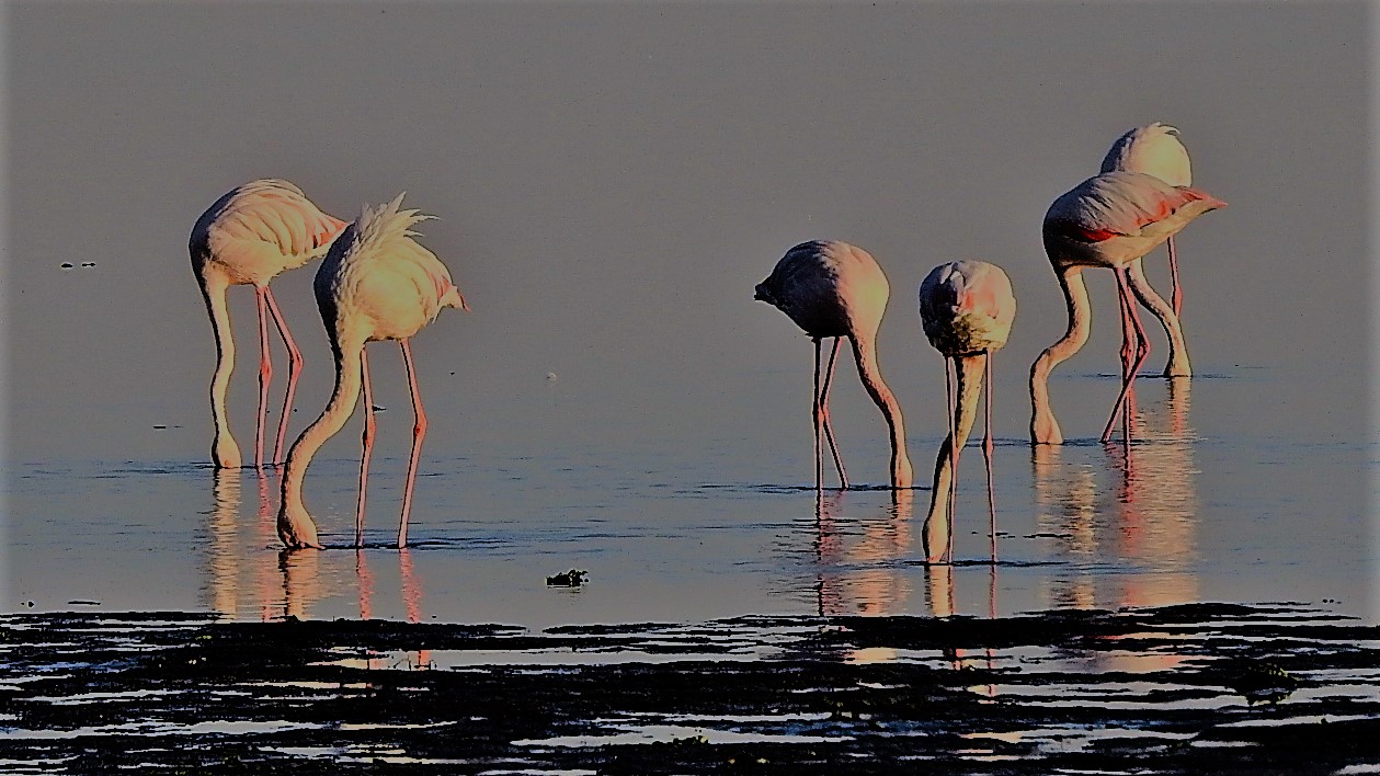 Flamingospiegel am Morgen