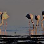 Flamingospiegel am Morgen