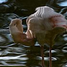 flamingospiegelbild
