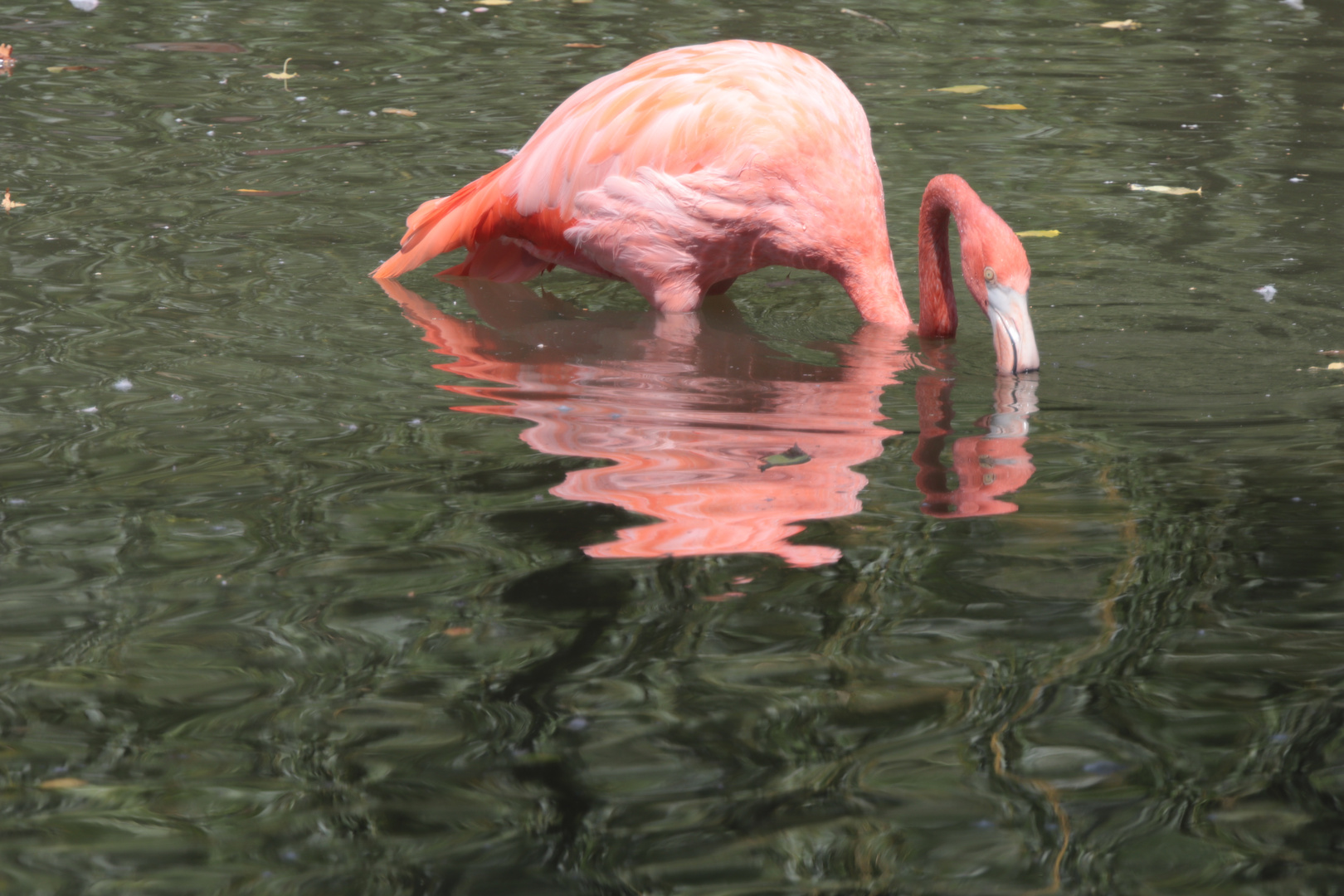 Flamingo.....Spiegeltag