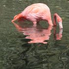Flamingo.....Spiegeltag