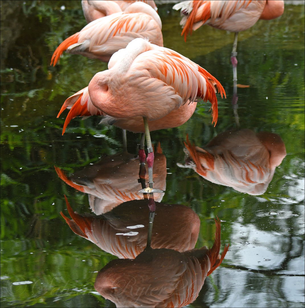 Flamingospiegelung...