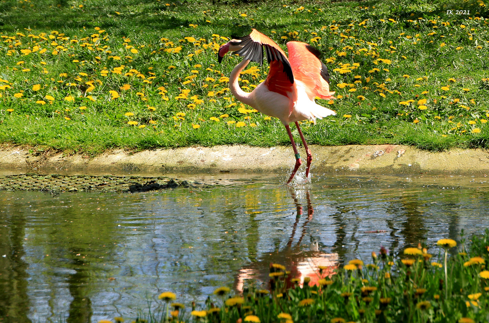 Flamingospiegelung
