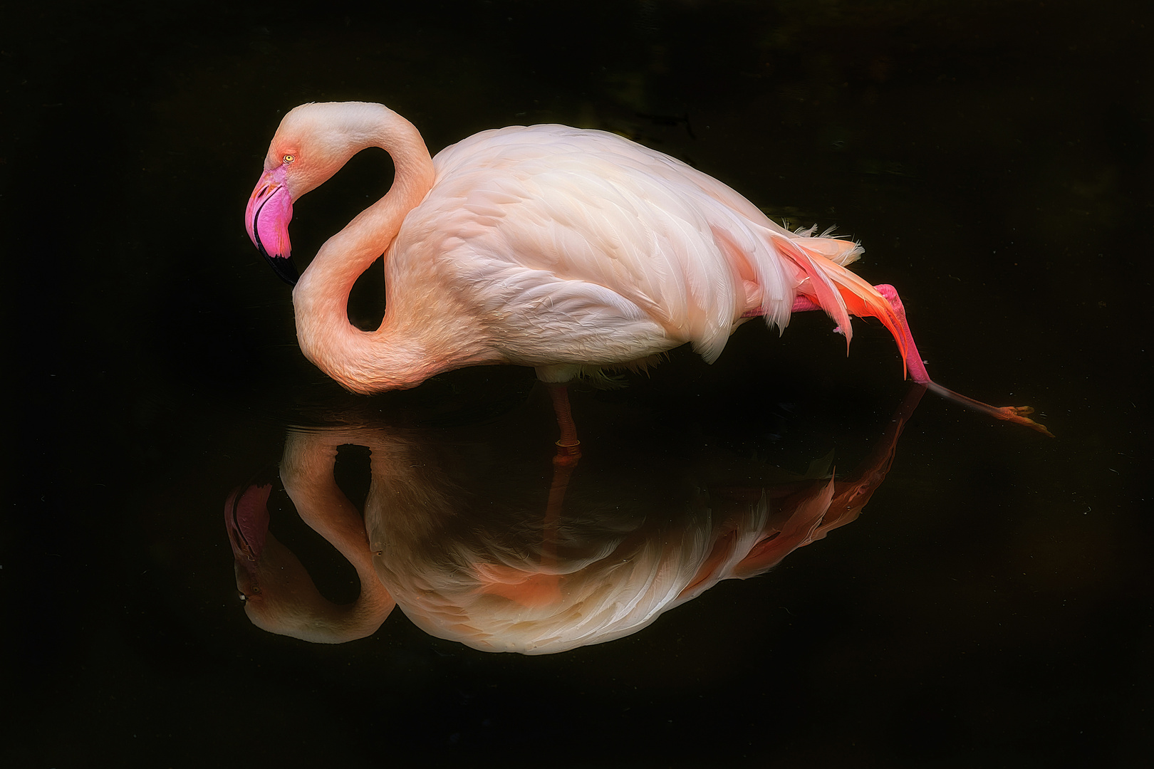 Flamingospiegelung