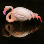 Flamingospiegelung