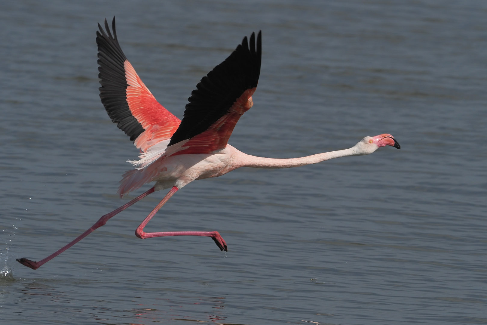 Flamingostart