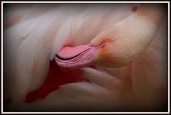 Flamingoträume