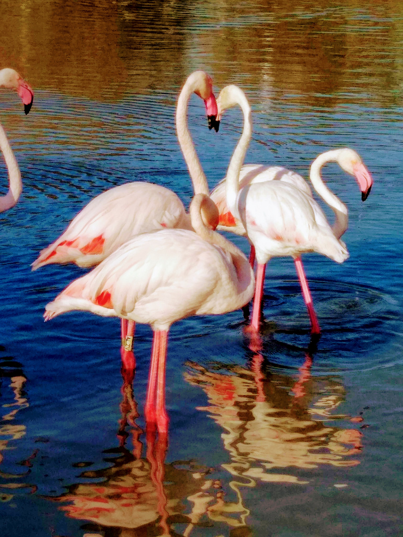 Flamingotreff