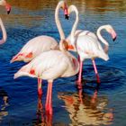 Flamingotreff