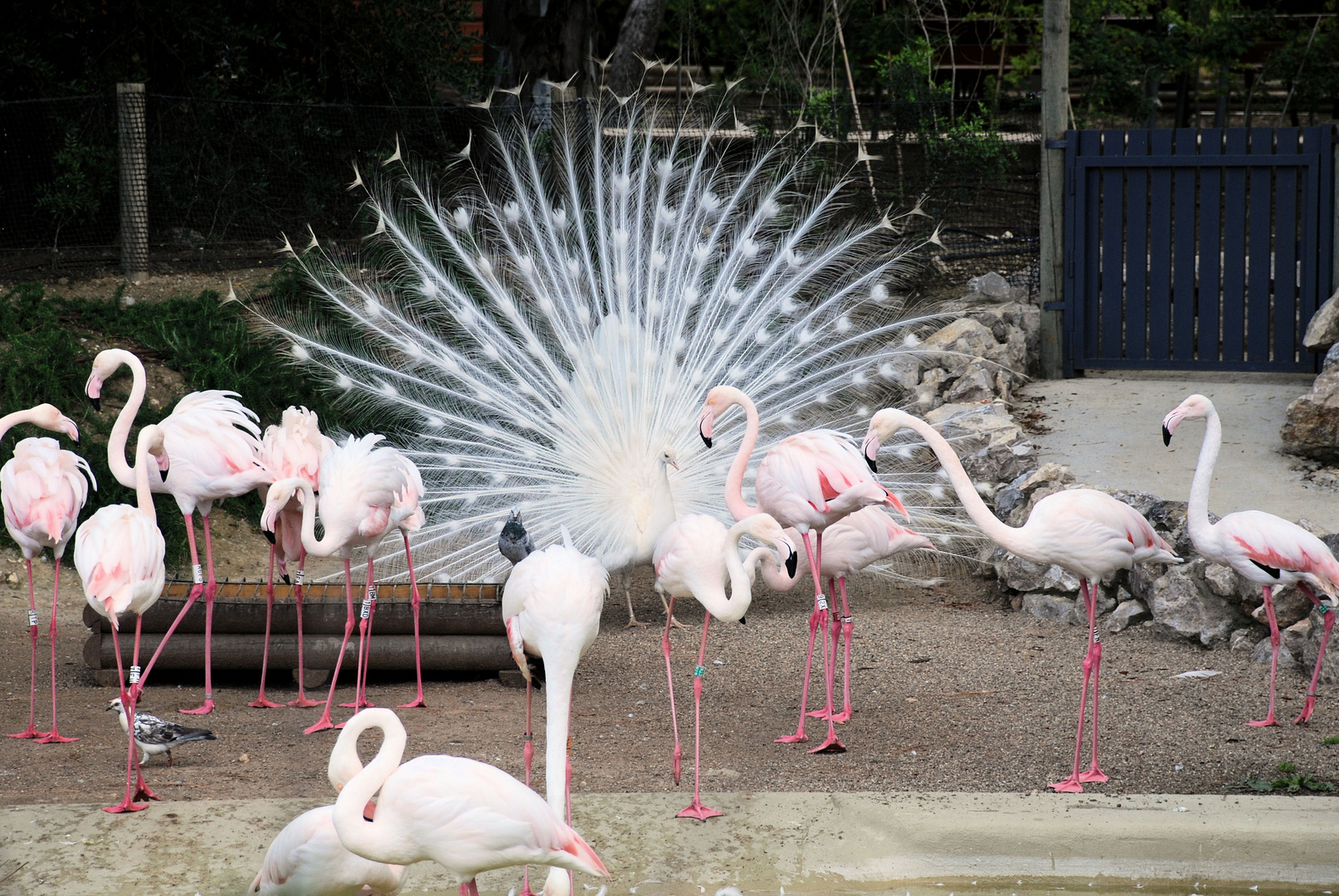 Flamingotreffen mit Pfau und Taube