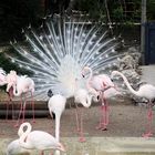 Flamingotreffen mit Pfau und Taube