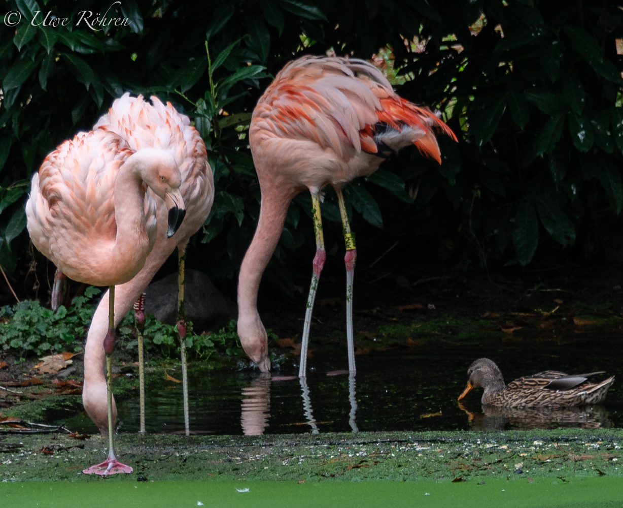 Flamingotrio 