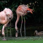 Flamingotrio 