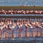 Flamingovolk der Lagune