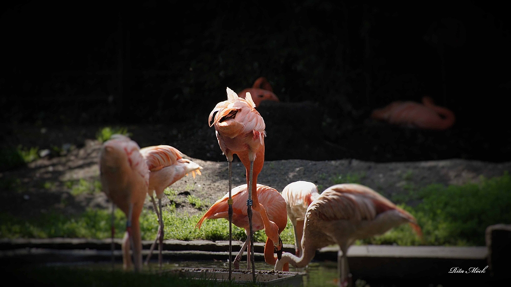 Flamingo........von hinten .......