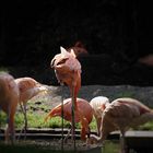 Flamingo........von hinten .......