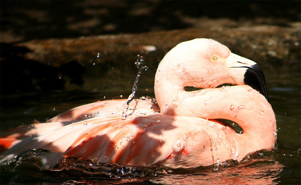 Flamingowaschtag