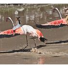 Flamingowettlauf