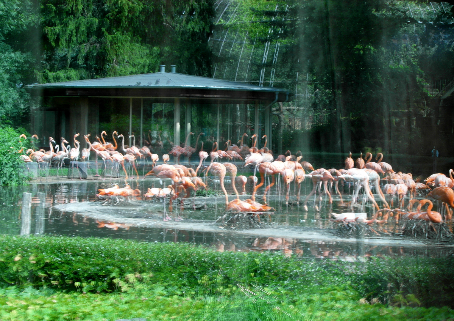 Flamingowiese