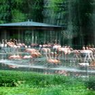 Flamingowiese