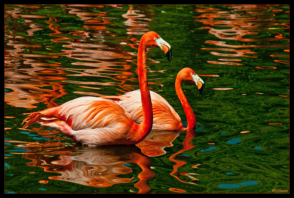 Flamingozauber